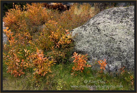 Autumn Foliage, Yellowstone National Park