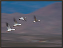 Snow Geese 2709 Thumbnail