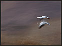 Snow Geese 2756 Thumbnail