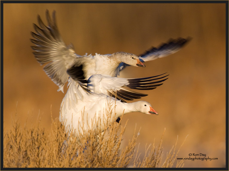 Snow Geese Pair Landing, Bosque del Apache