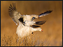 Snow Geese Landing