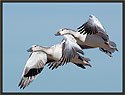 Snow Geese 4655 Thumbnail