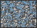 Snow Geese