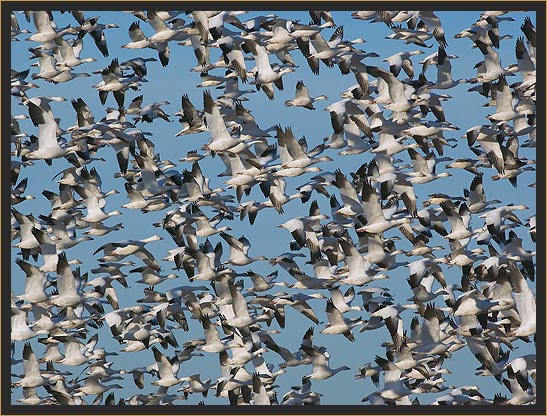 Snow Geese Blastoff at Bosque del Apache