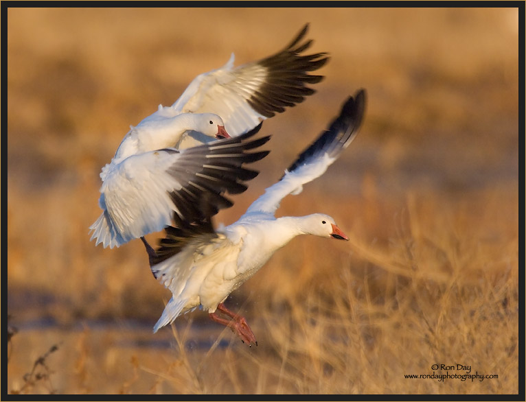Snow Geese Pair Landing, Bosque del Apache