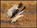 Snow Geese Landing