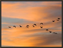 Snow Geese 5004