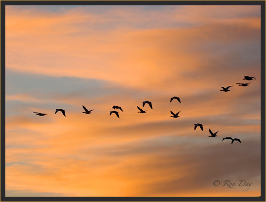 Snow Geese, Silhouette, Bosque del Apache