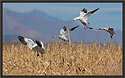 Snow Geese Landing