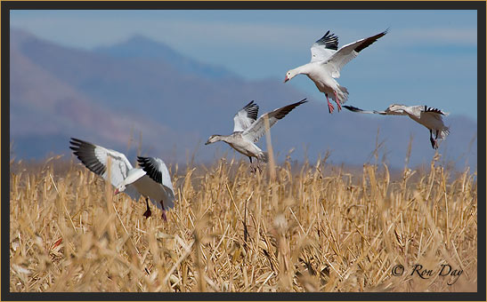 Snow Geese Landing, Bosque del Apache