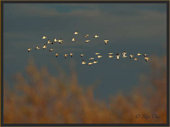 Snow Geese (Chen caerulescens), Bosque del Apache