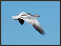 Snow Goose 2677 Thumbnail