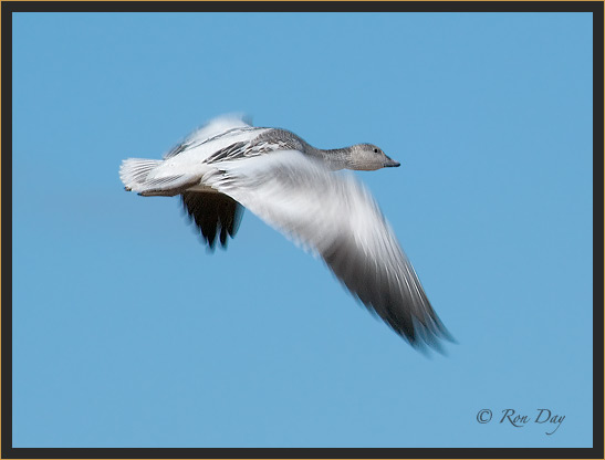 Snow Goose, Blue Phase, Bosque del Apache