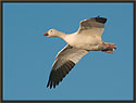 Snow Goose Flying