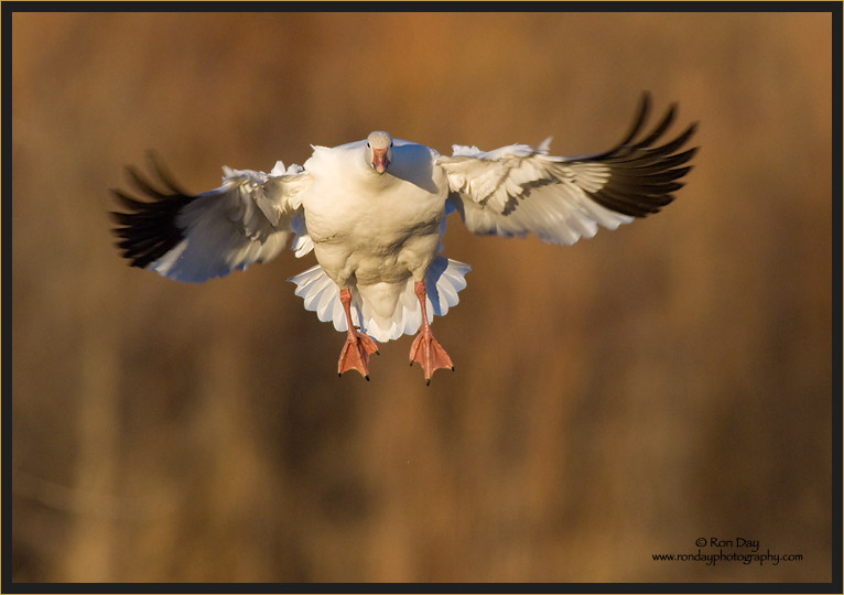 Snow Goose Incoming, Bosque del Apache