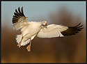 Snow Goose Wings Spread