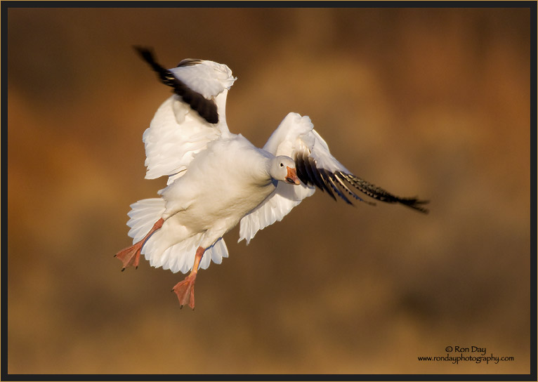 Snow Goose Banking, Bosque del Apache