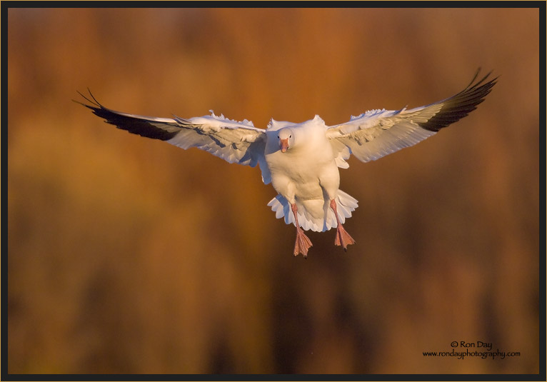 Snow Goose on  Final Approach, Bosque del Apache