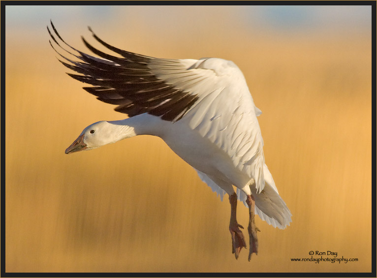 Snow Goose, Landing Profile, Bosque del Apache