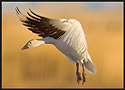 Snow Goose Profile