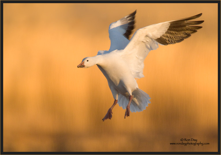 Snow Goose Landing, Bosque del Apache