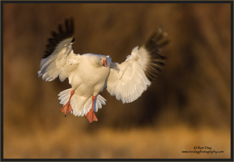 Snow Goose Incoming, Bosque del Apache