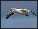 Snow Goose 5541 Thumbnail