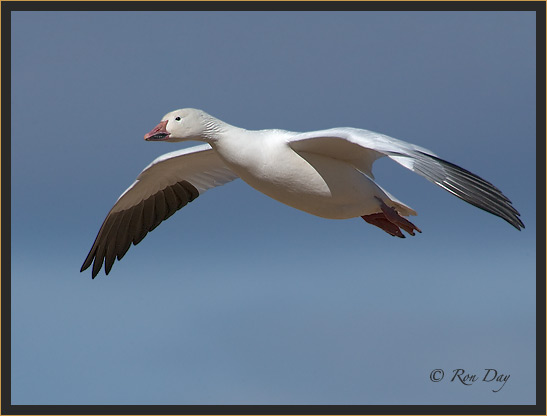 Snow Goose, (Chen caerulescen), Bosque del Apache