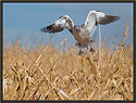 Snow Goose 5574 Thumbnail