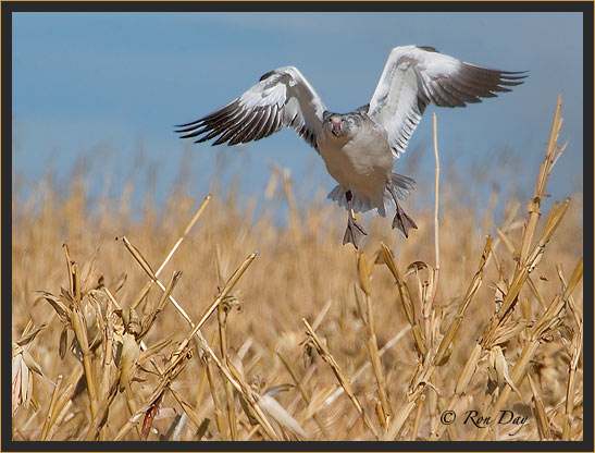 Snow Goose, Blue Phase, Bosque del Apache