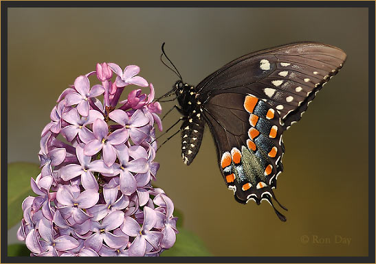 Spicebush Swallowtail Butterfly (Papilio troilus)