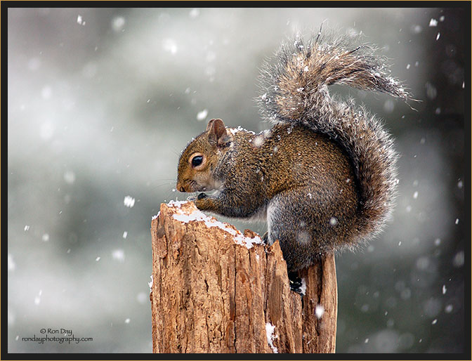 Gray Squirrel in Snow Storm