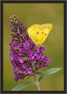 Sulphur Butterfly