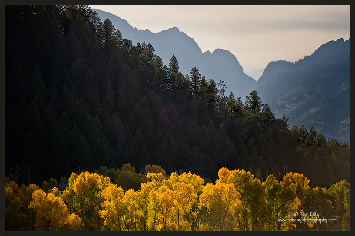 Autumn Cottonwoods, Grand Teton NP