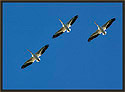 White Pelicans Three Thumbnail