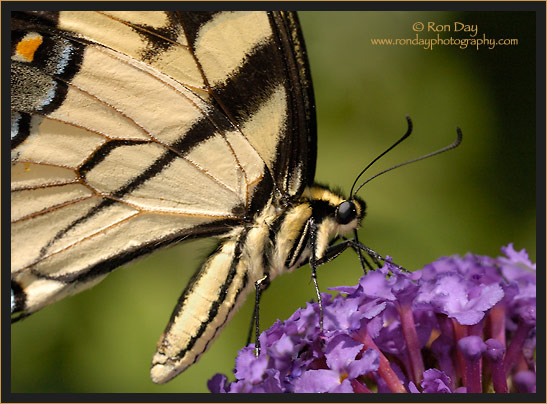 Tiger Swallowtail Butterfly (Papilio glaucus)