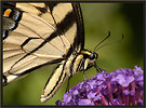 Tiger Swallowtail Butterfly