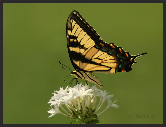 Tiger Swallowtail Butterfly (Papilio glaucus), on white Penta