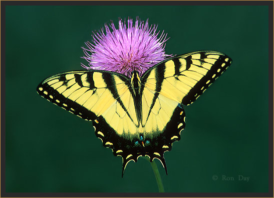 Tiger Swallowtail Butterfly on Thistle