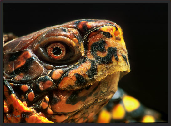 Colorful Box Turtle Head