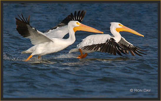 White Pelicans, (Pelecanus erythrorhynchos), Taking Off