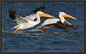 White Pelicans 2083 Thumbnail