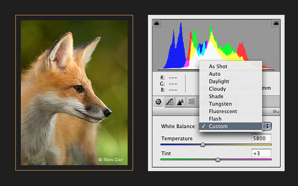 ft auto white balance plugin photoshop