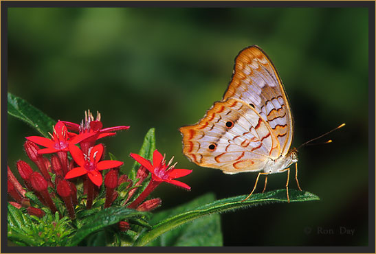 White Peacock Butterfly on Penta