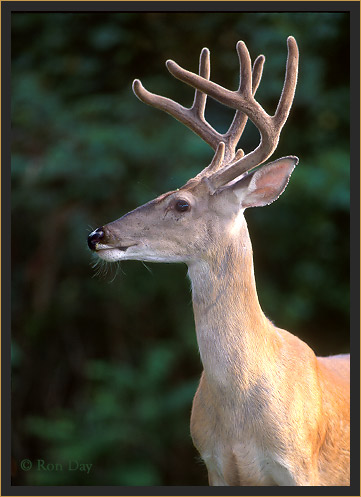 White-tailed Buck (Odocoileus virginianus)