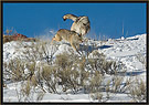 Wolf Chasing Coyote Thumbnail
