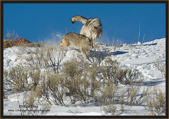 Gray Wolf Chasing Coyote, Yellowstone Winter