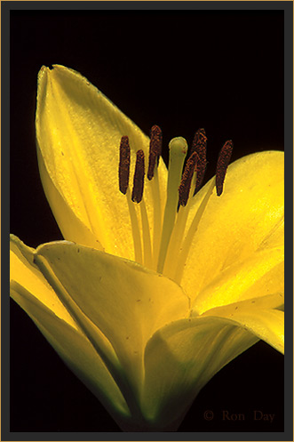 Photograph of Garden Lily