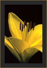 Yellow Lily