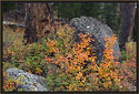 Slough Creek area, Yellowstone 